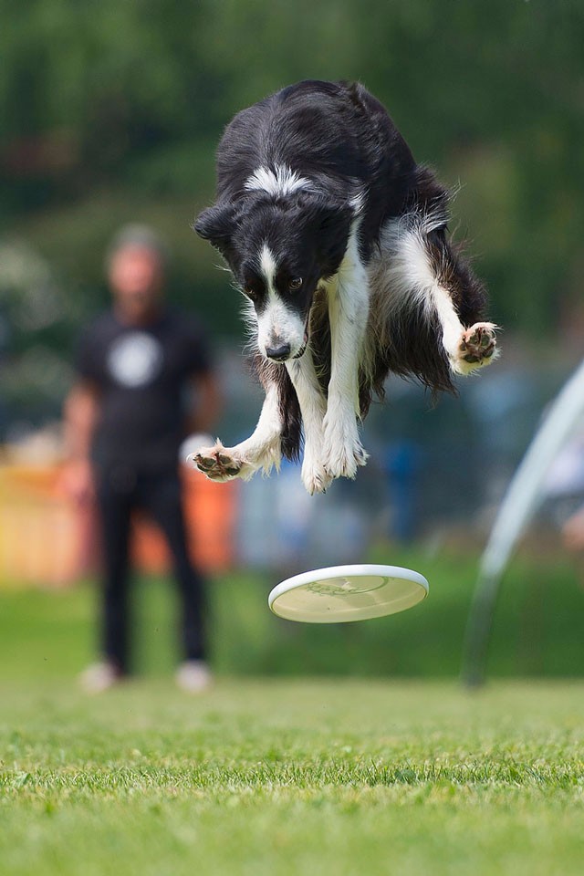 人来说可就勉为其难了,摄影师martynas klimas喜欢拍摄狗狗的动态照片