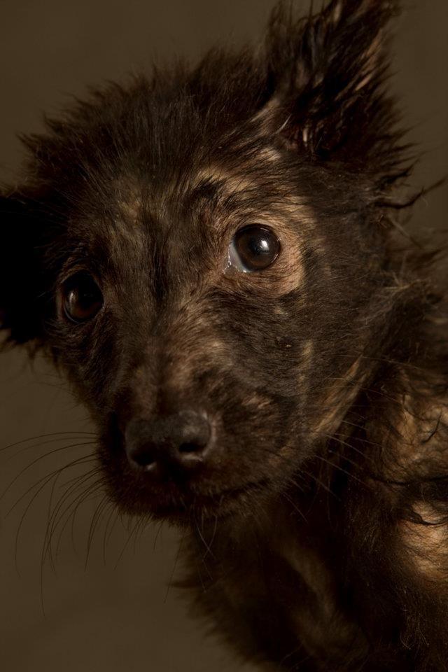 1小时后实施安乐死!狗狗《生殇相》双眼尽是绝望!