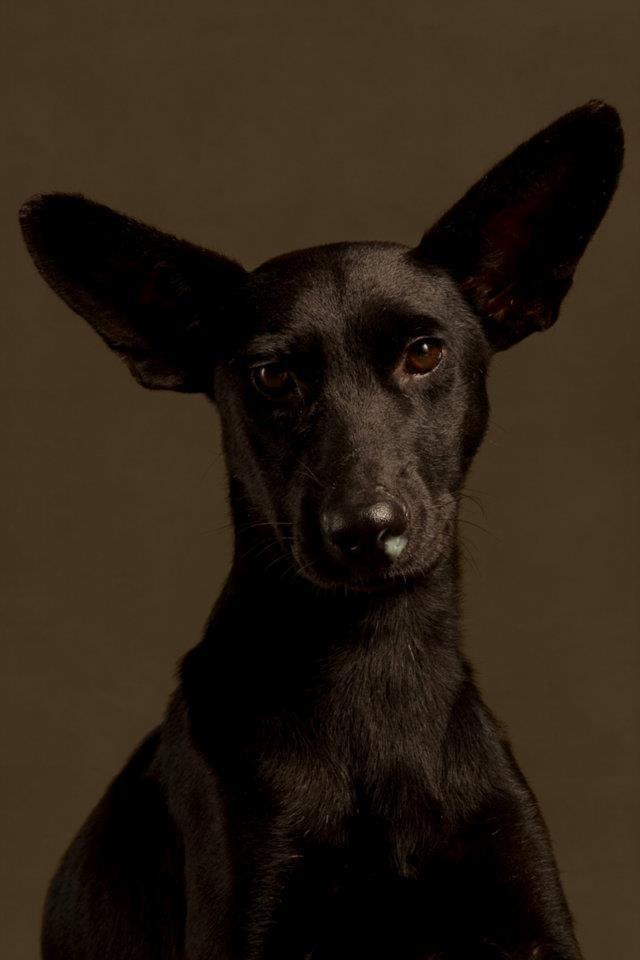 1小时后实施安乐死!狗狗《生殇相》双眼尽是绝望!