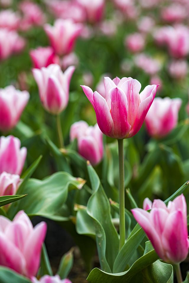 四季花谷盛开的郁金香