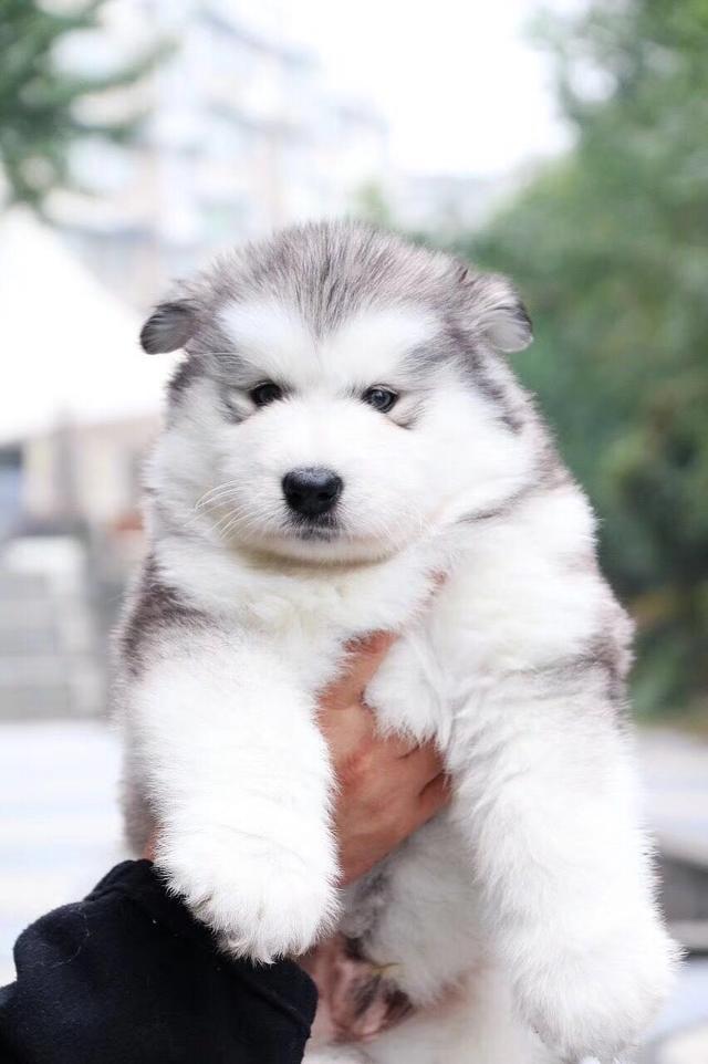 最萌宝贝——可爱到爆的阿拉弟弟