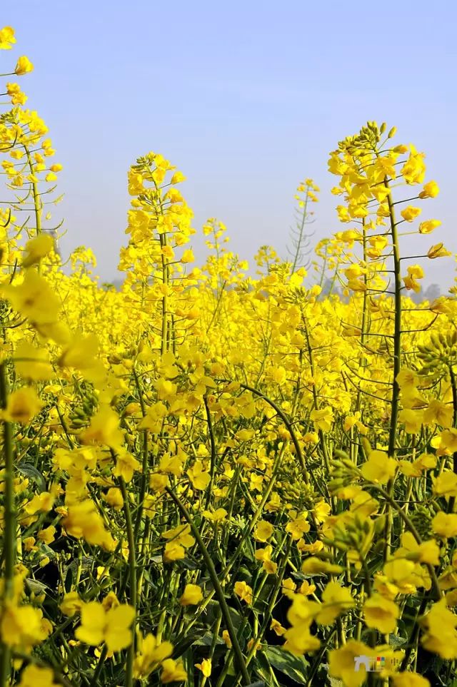 油菜花盛放 连天花海迷人眼|油菜花|大理|花海_新浪新闻