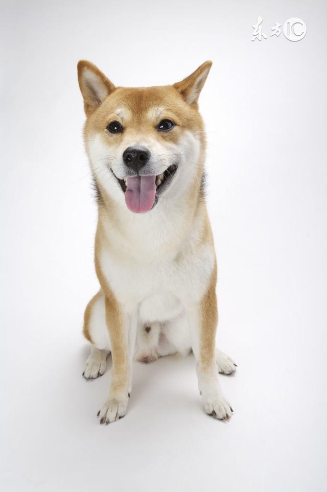 和秋田犬傻傻分不清楚,还以为是一种狗狗呢,后来才发觉这是两个品种