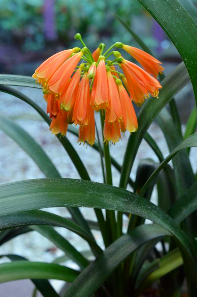 教你一招垂笑君子兰怎么施肥