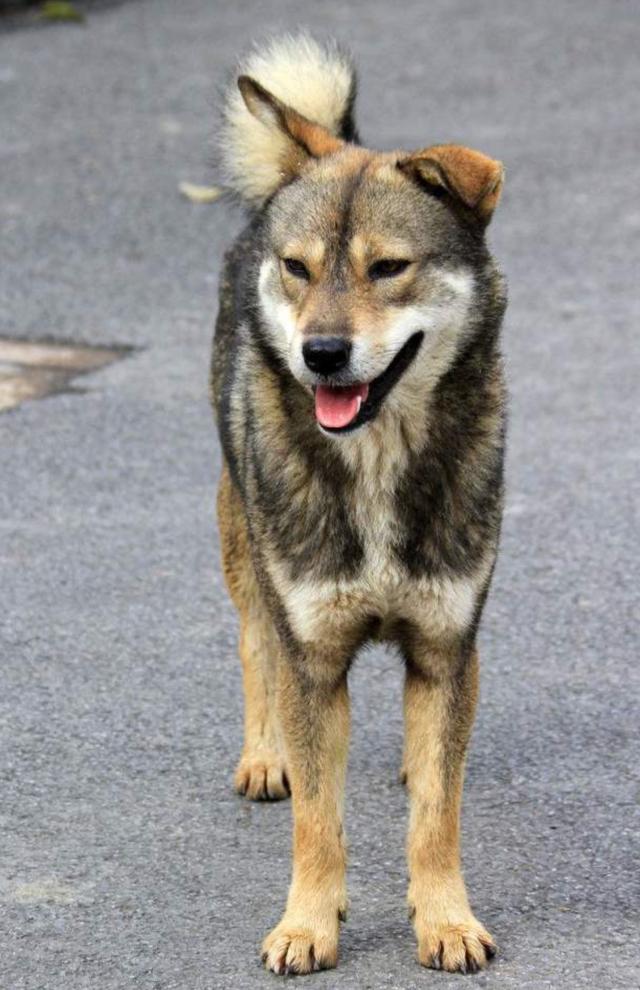 中华田园犬或将成为稀有品种