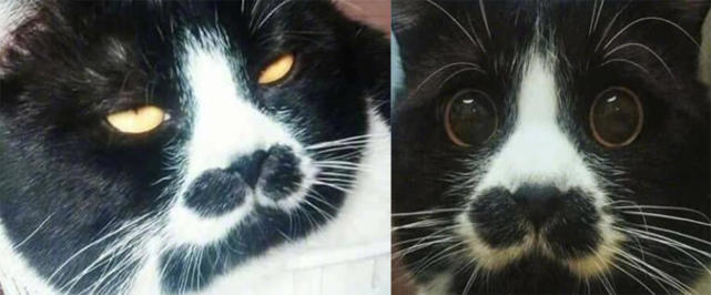 宠主晒出家猫饭前与饭后的表情,网友看了忍不住笑喷:这才是真猫