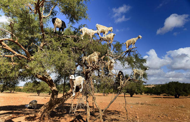 “成精”的山羊爬上10米高的大树吃果子,满树子的羊非常壮观!