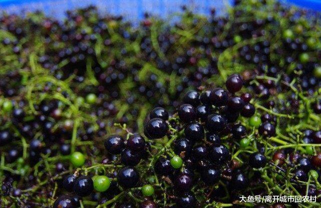 正文  山葡萄耐旱怕涝,一般生长在海拔200米以上的山坡上,从北到南