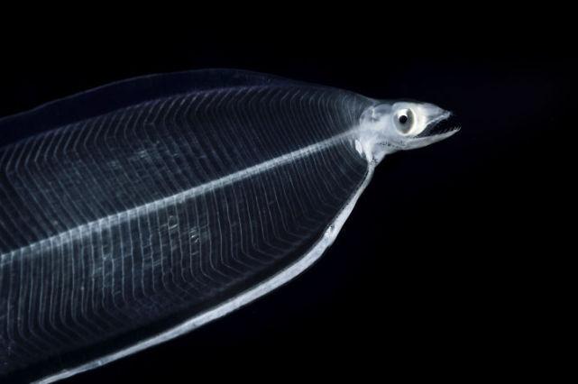 日本人最爱吃的鳗鱼闹"鱼荒",将来会不会永远消失?