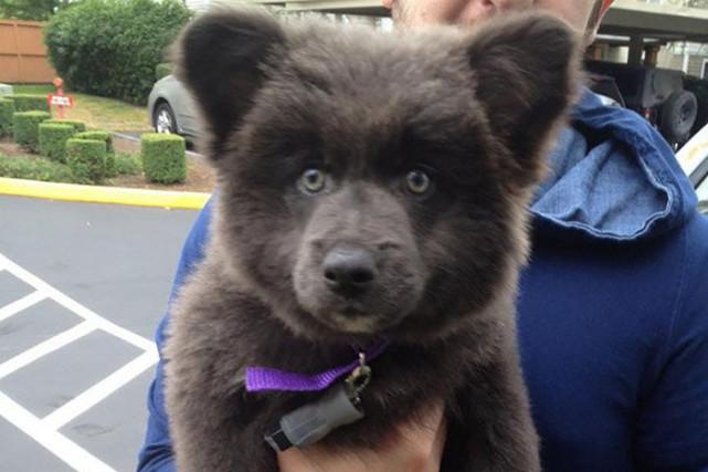 6只长得特别像熊的狗狗,这憨态可掬的模样实在太可爱了!