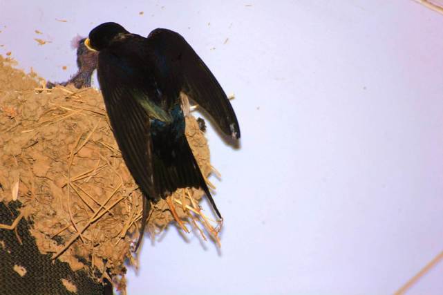 二:燕子登门筑巢蛇是一种冷血动物,人们见到它都唯恐避之不及.