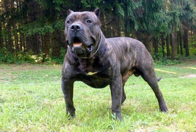 会卖萌的大型犬也有危险的一面, 饲养这25种大型犬