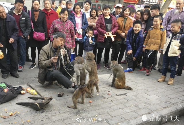 西安街头现耍猴表演 猴子拿刀威胁主人