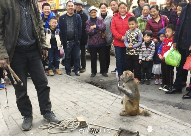 西安街头现耍猴表演 猴子拿刀威胁主人