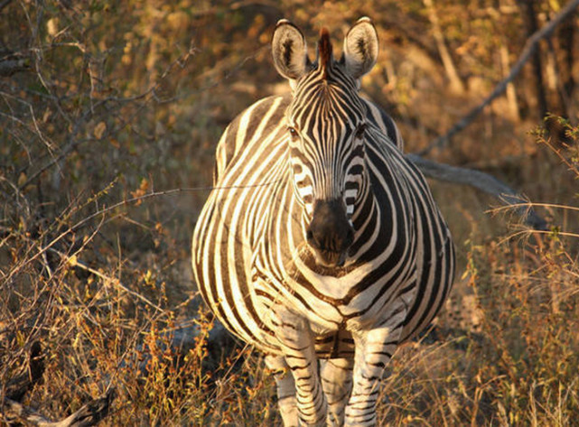 6只怀孕后大肚子的动物们,圆滚滚的身体太可爱了!