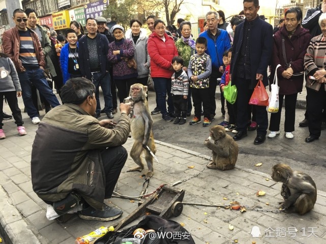 西安街头现耍猴表演 猴子拿刀威胁主人