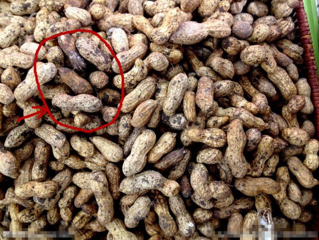 花生|黄曲霉毒素|剧毒_新浪新闻