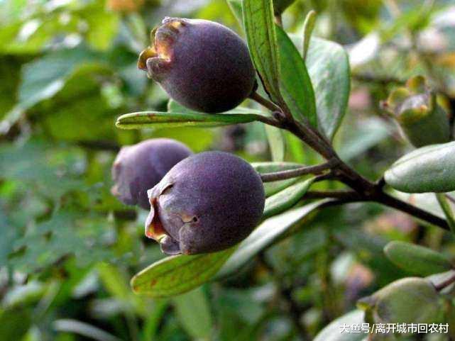 紫色野果, 吃过2种算你厉害, 全吃过的都是爷爷辈|野果|乌饭|泡子