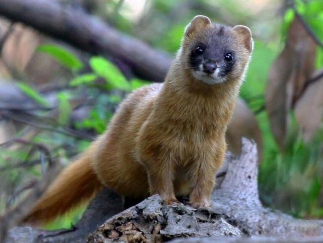 黄鼠狼的臭屁竟被用在制作食品上,你也可能吃过!