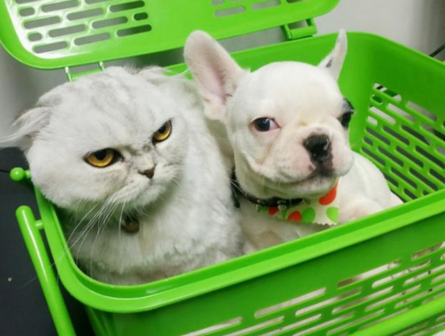 狗狗扭头要和旁边的猫咪亲热,喵星人一脸恶心,这小表情太亮了