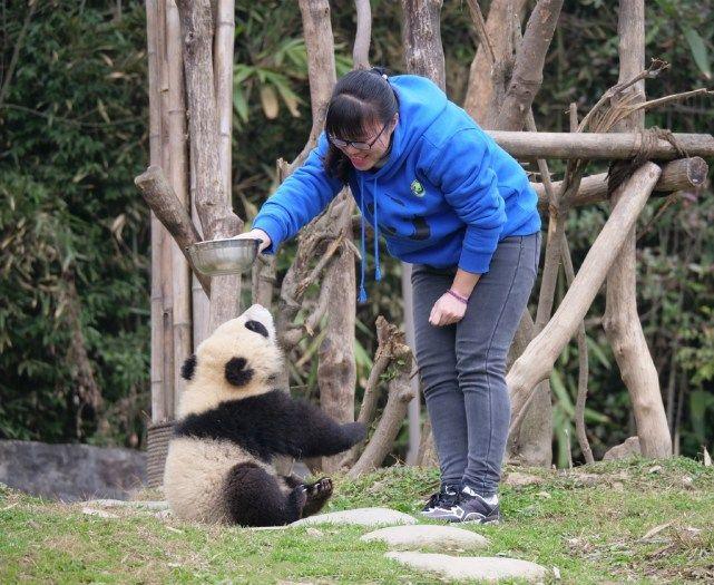 饲养员拿着空奶盆调戏大熊喵大熊喵一脸嫌弃的转过了身