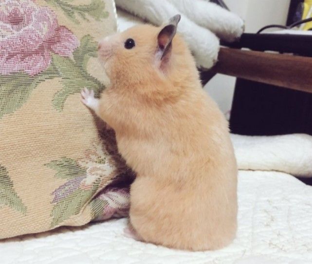 养了一只能"变成水"的小仓鼠 软绵绵的模样太可爱了