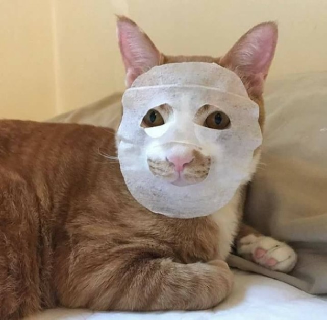 主人敷面膜时,趁手给橘猫脸上贴了一张,看了一眼后,忍不住笑喷