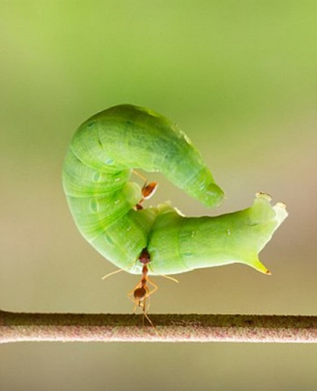 这5张照片让你见识到蚂蚁的神奇力量小身躯能举起庞然大物