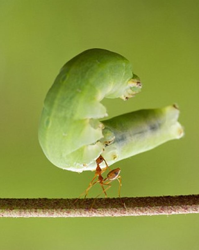 蚂蚁的力量可以用"恐怖"来形容了,据说小小的蚂蚁可以举得起比自己