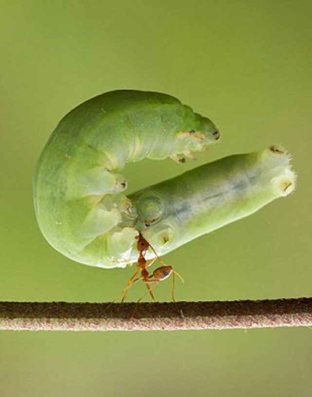 这5张照片让你见识到蚂蚁的神奇力量小身躯能举起庞然大物