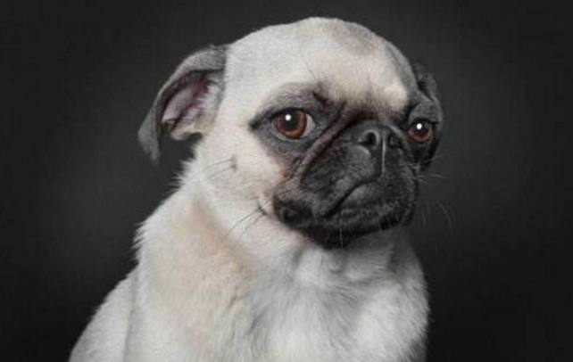 盘点狗狗那些奇怪的表情,第二个最暖心,最后一个最可爱