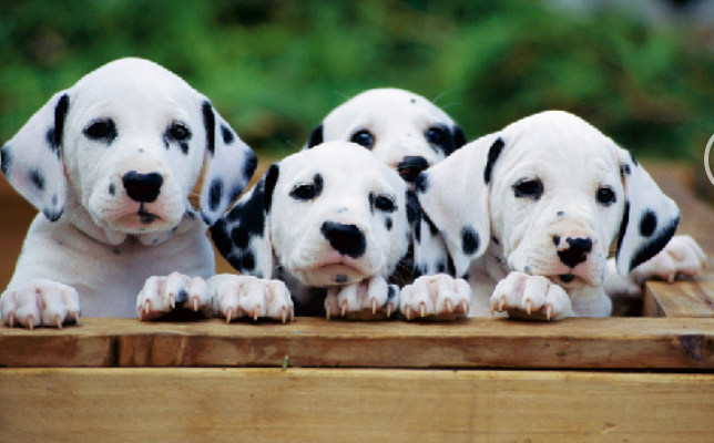 宠物的各种奇特花纹,长大像老虎的狗狗,你见过吗?