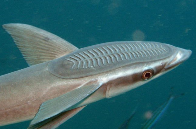 这种鱼最喜欢搭顺风车,不花一分钱周游世界!