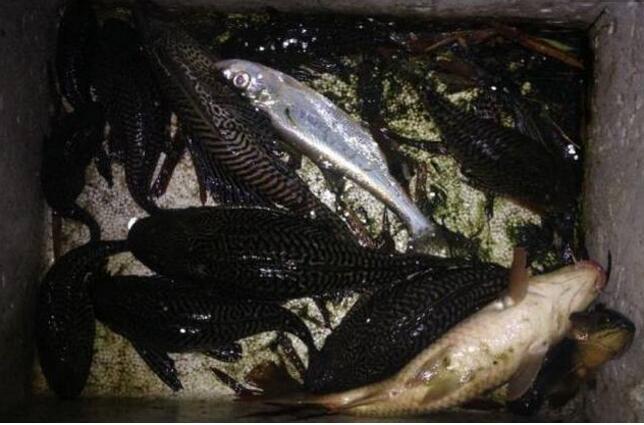 清道夫的煲汤新吃法有人津津有味有人难以下咽