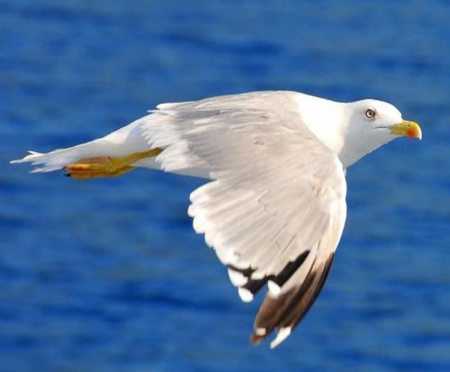 这只海鸥看来很普通,叫的声音超级爆笑