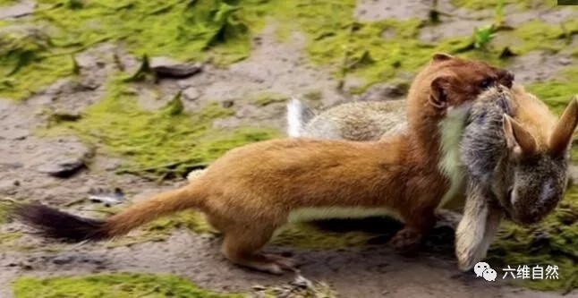 黄鼠狼叼着比自己大的野兔回老窝那得吃好几天