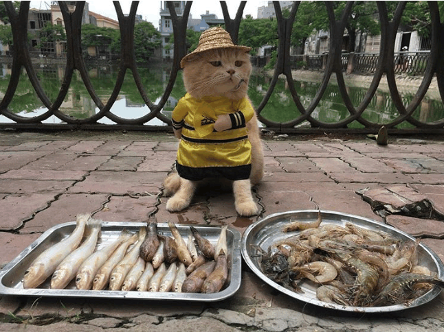 大街现"喵星人"摆鱼摊卖鱼, 霸气姿势让人不敢不买条鱼!