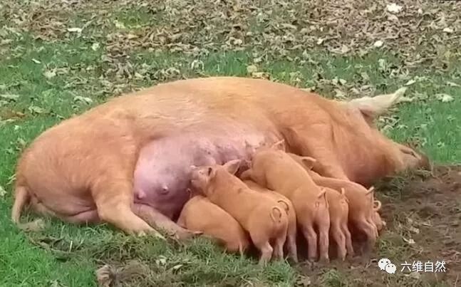 专家认为呵呵是母猪叫怎么辨别母猪肉