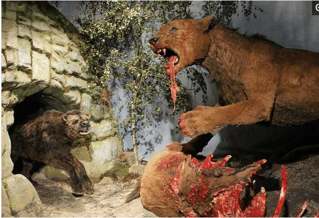 它是狮子的祖先身长27米体重350公斤两种原因让其灭绝