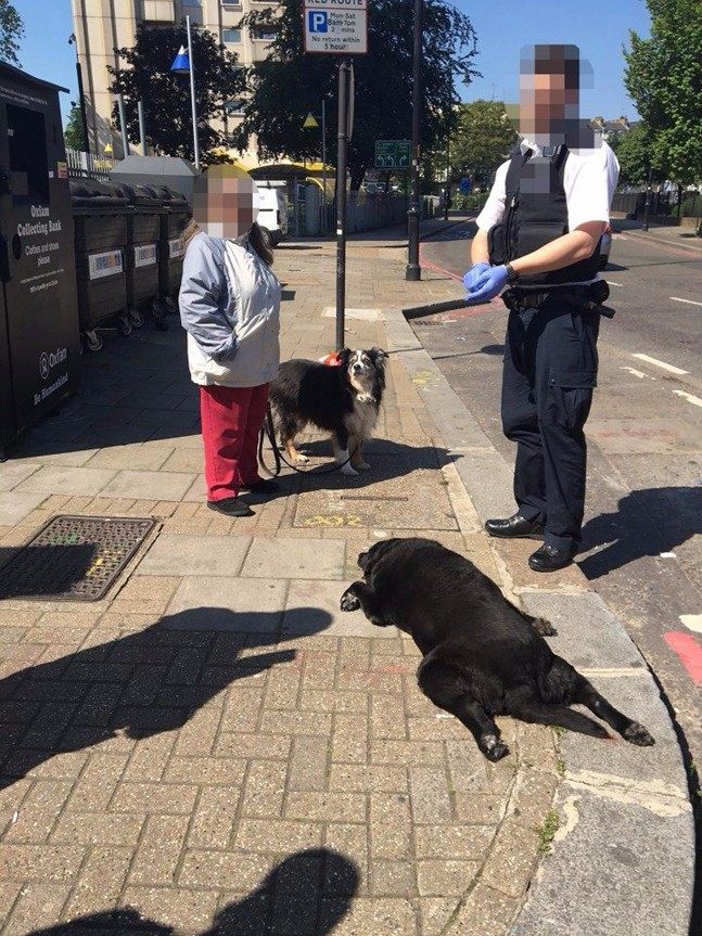 老妇人拖着狗狗的尸体在大街上遛了4个小时,路人纷纷愤怒不已