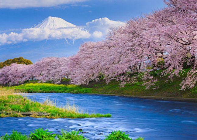 耶洛奈夫|樱花|稻城亚丁_新浪新闻