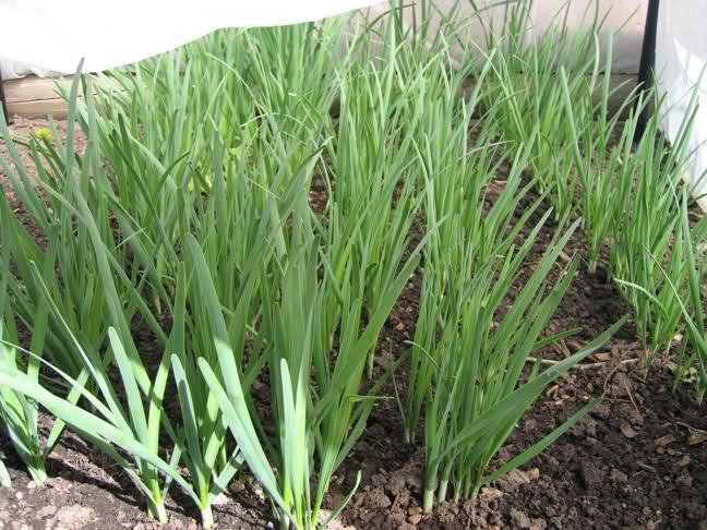 乙肝患者到底能不能吃韭菜?