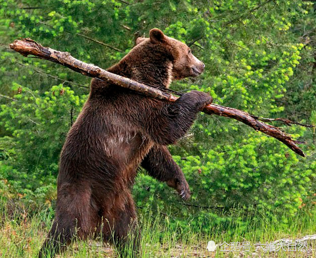黑熊拿着木棍威风凛凛样子,难道想变悟空大闹森林?