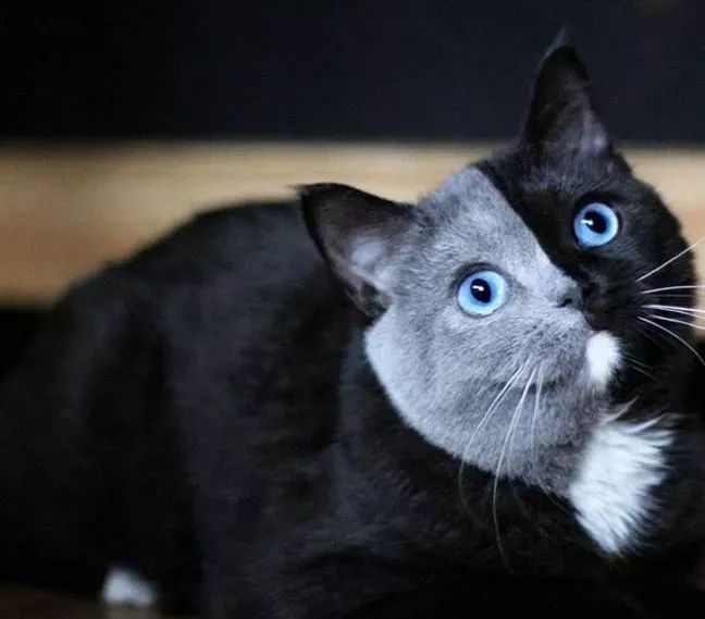 猫咪长着半灰半黑的阴阳脸实在太特别像尺画出来一样