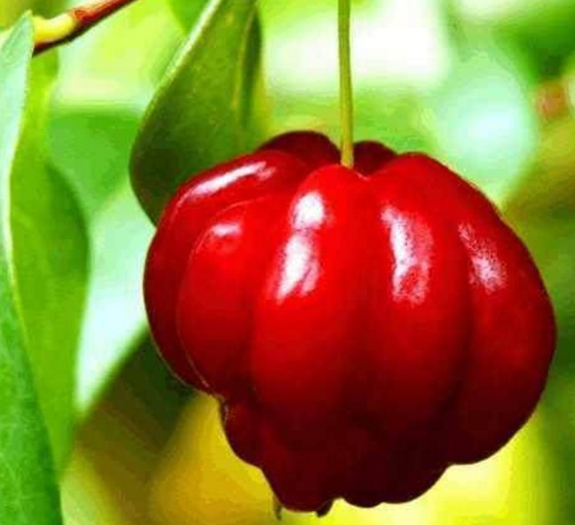 这几种来自不同地方的水果,长得比较的特别,你们见过哪些