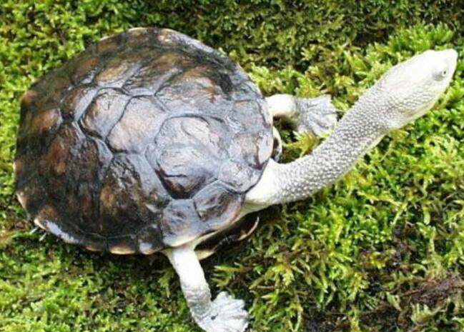 地球5种罕见神秘的动物,第3种被当做宠物饲养|长颈龟|虾|鬃狮蜥_新浪