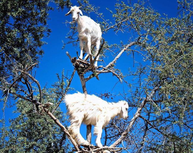 奇景羊上树, 这年头为混口饭吃的, 连羊都学会了爬树