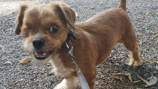 流浪小狗饿成皮包骨还瞎掉一只眼被收养后大变样