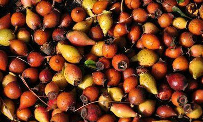 农村有一种果子山鸡头子,泡酒喝对男人有益