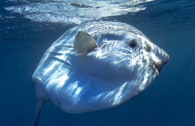 鱼如其名,一言不合就翻车,一翻车就是车毁鱼亡